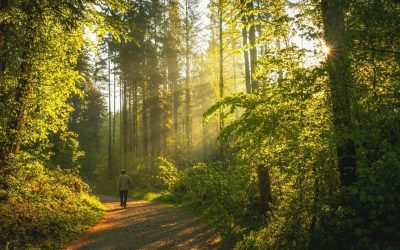 The Secret of the Forest